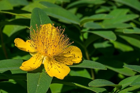 Rose-of-Sharon