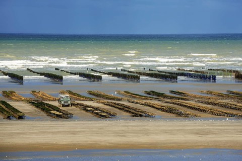 Farmed oysters