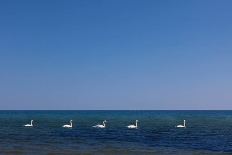 Group of mute swans