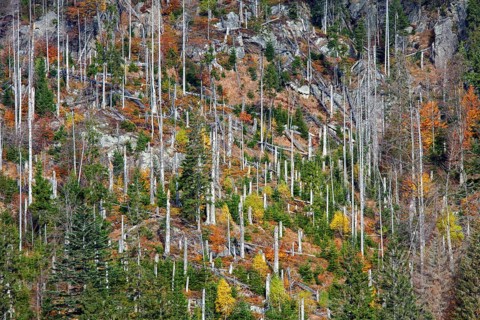 Dead spruce trees infested by the European spruce bark beetle