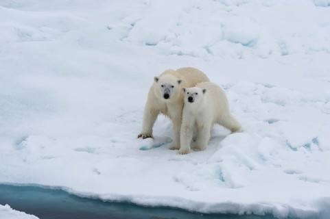 Mother polar bears