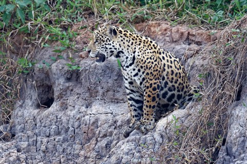 Young jaguar