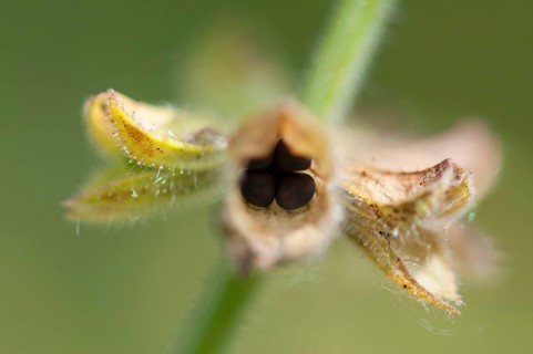 (Salvia pratensis)