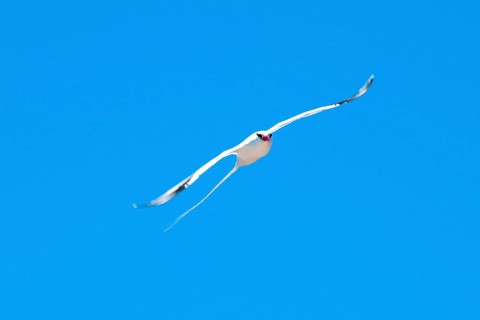 Red-billed Tropic Bird