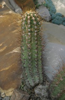 White flowering bristlecereus