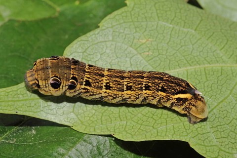 Elephant hawk-moth