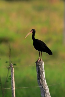 Bare-faced ibis