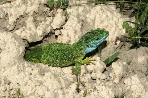 Eastern green lizard