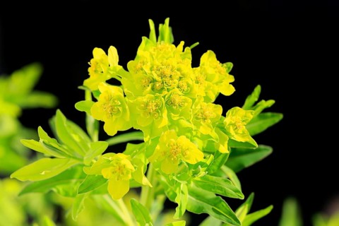 Marsh spurge
