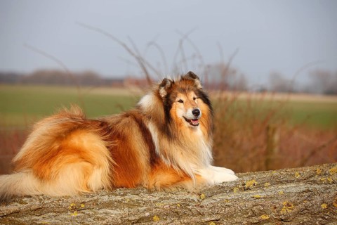 Scottish shepherd dog