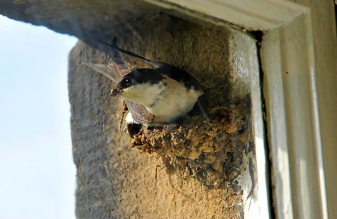 Common house martins