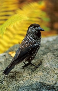 Spotted spotted nutcracker