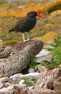 Blackish oystercatcher