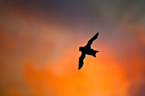 Puffin