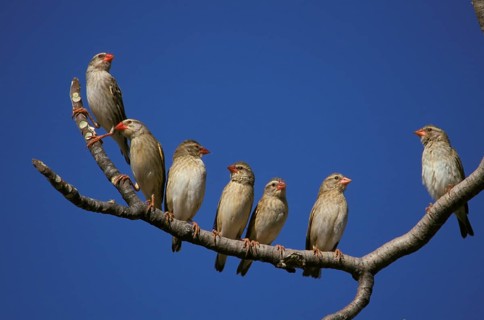 Red-headed quelea