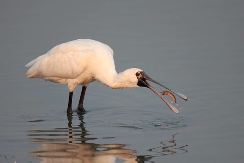 Black-faced black-faced spoonbill