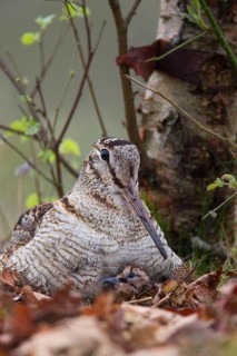 Eurasian woodcock