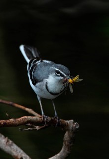 Long-tailed wagtail