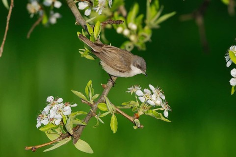 Lesser whitethroats