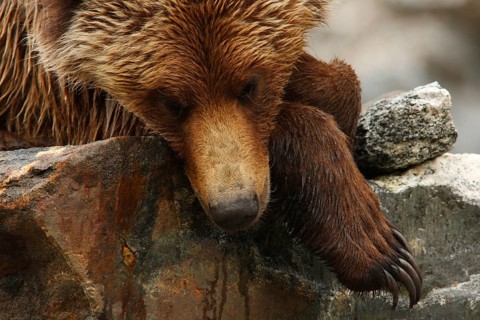 Adult grizzly bear