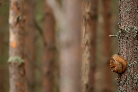 Eurasian red squirrel