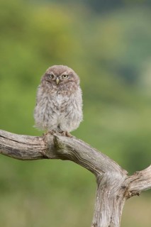 Little Owl