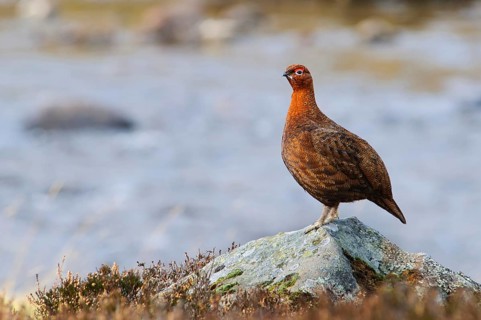 Scottish Grouse