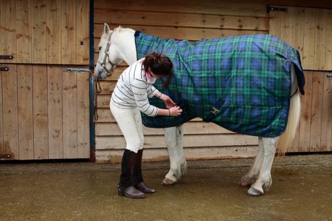 Welsh pony
