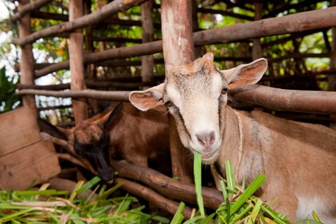 Domestic goat