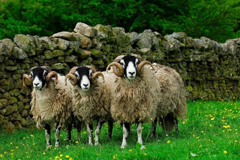 Domestic Sheep