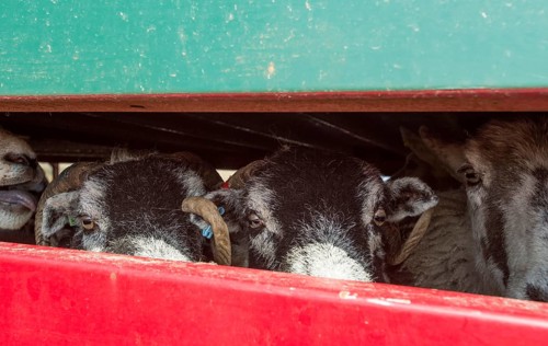 Sheep farming