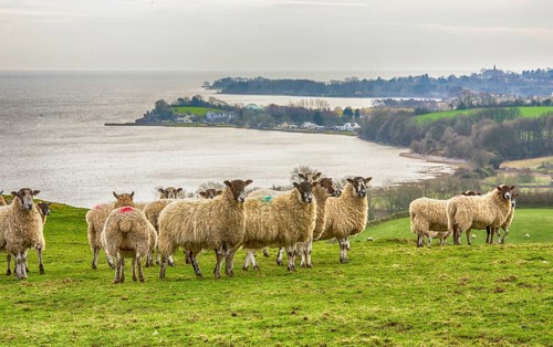 Domestic Sheep