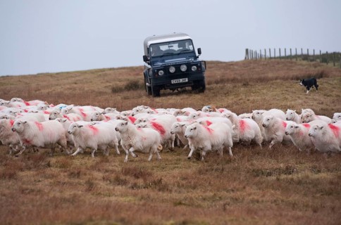 Domestic Sheep
