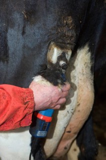 Dairy farmer cuts hair from the fur of dairy cows