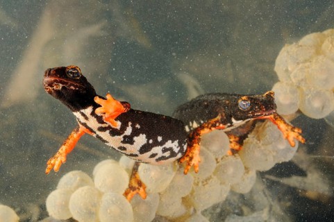 Spectacled salamander