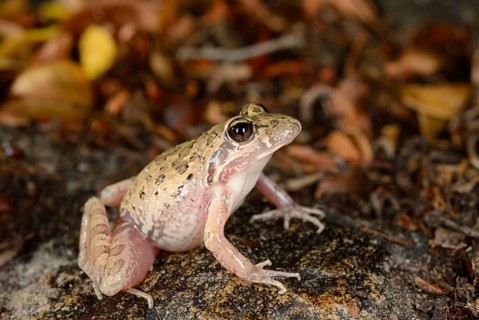 Bullfrog