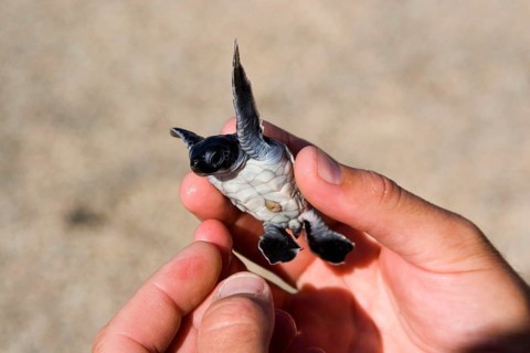 Chelonia mydas agassizi