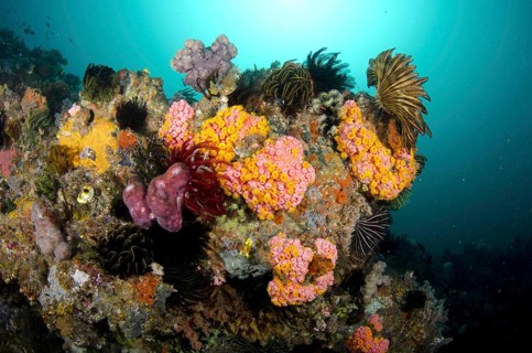 Yellow coral