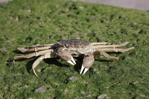 Chinese Mitten Crab