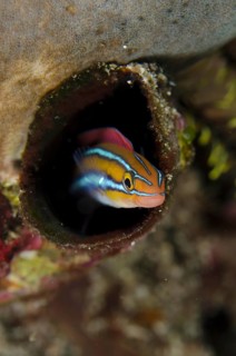 Blue-striped Fangblenny