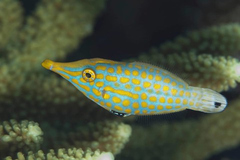 Pallet Filefish