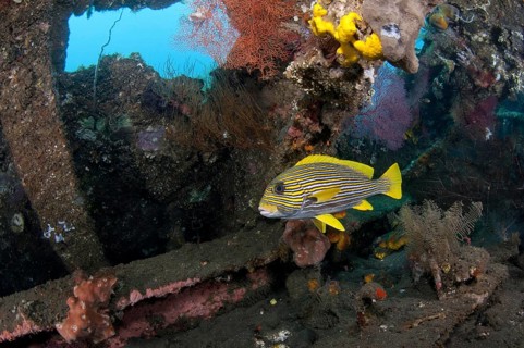 Ribboned Sweetlips