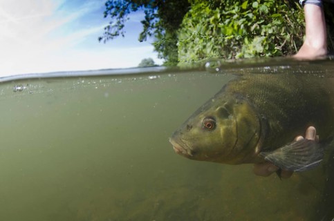 Tench