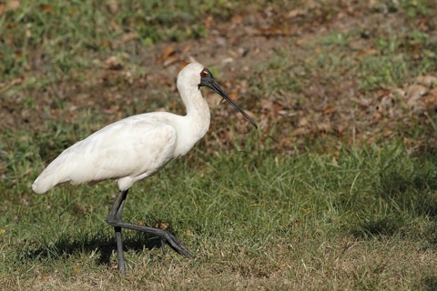 Royal Spoonbill
