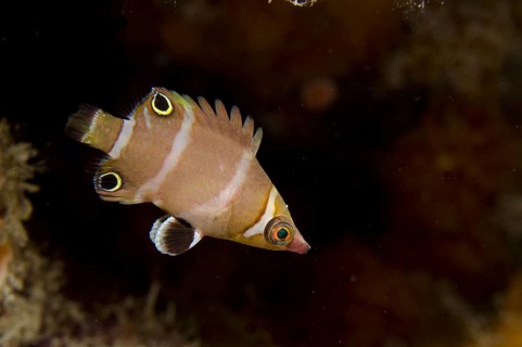 Cave wrasse