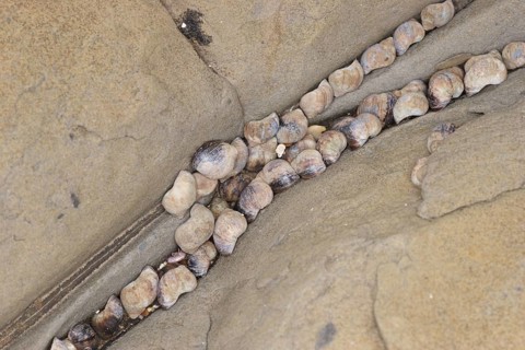 Small Periwinkle