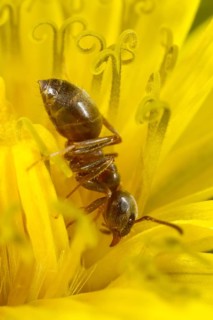 Black garden ant