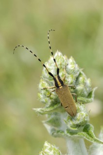 Agapanthia pannonica