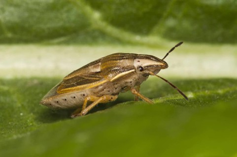 Conebug