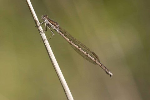 Common winter damselflies